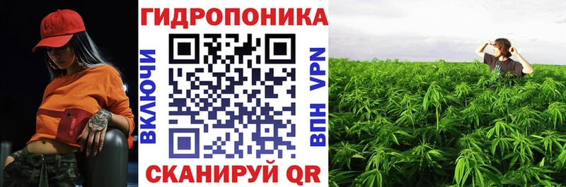 Шишки марихуана марихуана  где можно купить наркотик  Нововоронеж 